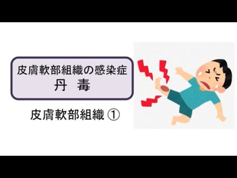 丹毒丹毒について詳しく解説