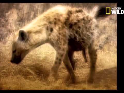 La plus virile des femelles