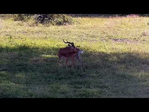 Djuma: Lone Impala ram - 14:54 - 05/19/2022