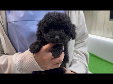 YouTube動画のサムネイル