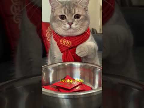 tiền lỳ xì năm nay của con đâu