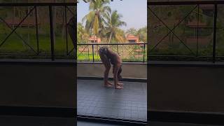 Download lagu #mallikasherawat gives the perfect #yogamotivation #shorts mp3