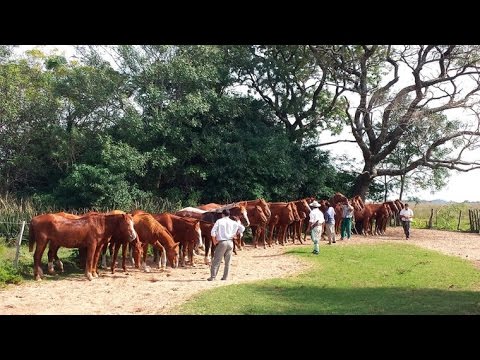 Argentinien - Im Land der Gauchos [Doku HD]