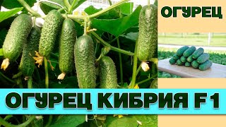 Огурцы Престиж Описание Сорта Фото Огурцы Престиж Описание Сорта Фото