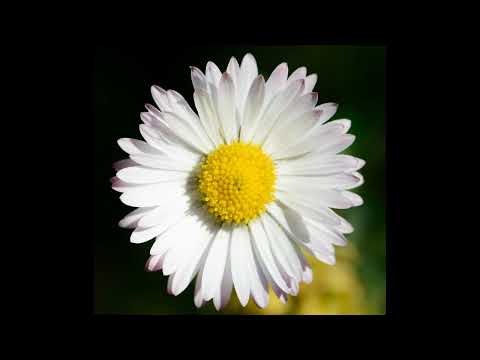 Das Gänseblümchen [ Ein #märchen  von Hans Christian Andersen, #hörbuch  ]