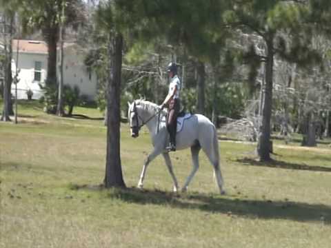 Training the young classical dressage horse.