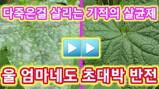 다죽은걸 살리는 기적의 살균제 울 엄마네도 초대박반전~텃밭,농사,농부,주말농장,흰가루병,탄저병,귀농귀촌,주말…