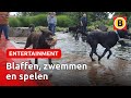 'Labradordag' in Oeffelt | Omroep Brabant