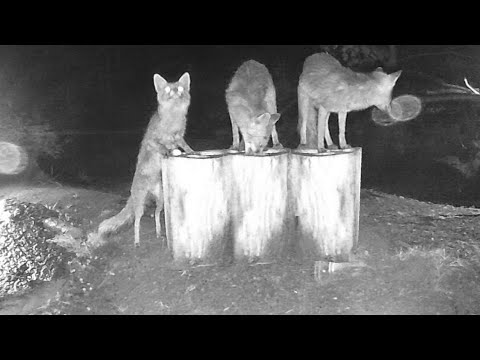 20210429 VOLPE pollo