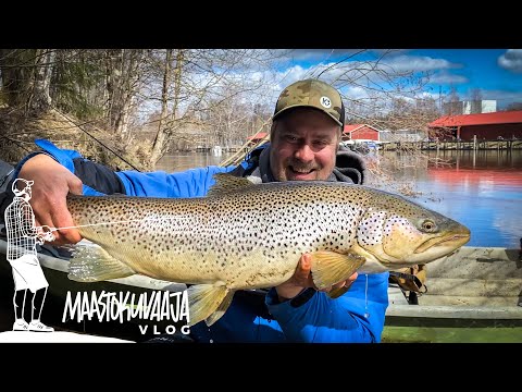 TAIMENENNÄTYS joelta