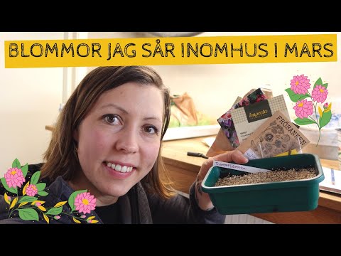 BLOMMOR jag sår inomhus i MARS - petunia, sommardahlia, blomstertobak och mycket annat