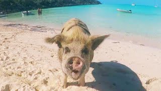 Download lagu Model Gets Bitten by Pig in Bahamas mp3