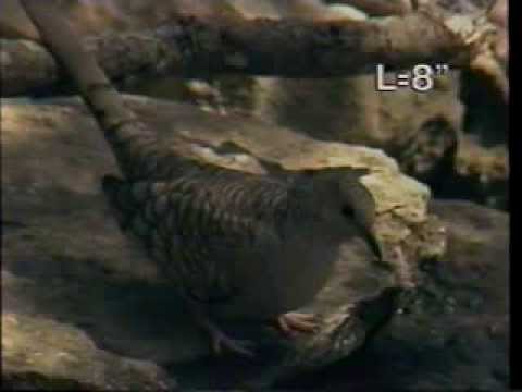 Audobon Society's VideoGuide to Birds of North America: III | 1988 | VHS rip