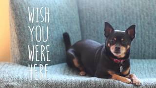 Teens in Trouble - Santa Monica (Lyric Video)