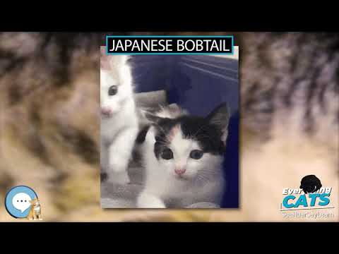 Japanese Bobtail 🐱🦁🐯 EVERYTHING CATS 🐯🦁🐱