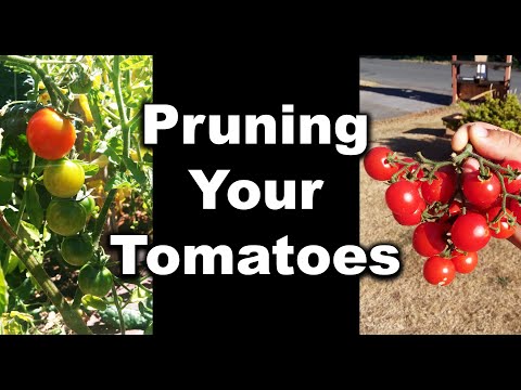 How To Grow Tomatoes Part 1 Seed Starting And Germination