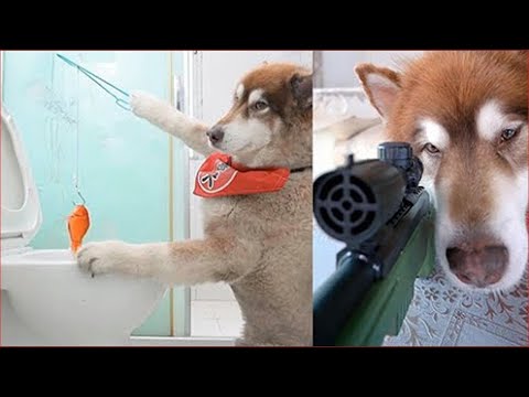 Smart Dog Saves Passerby in Trouble 😍🐶  Dogs are Friends, Not Animals #9