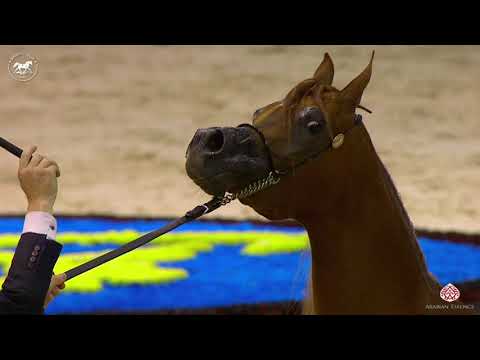 N 61 FOLA AL REMAS   Dubai Arabian Horse Show 2020   Fillies 3 Years Old Class 4