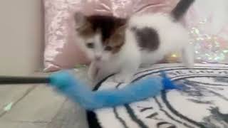 キンカローの動画01