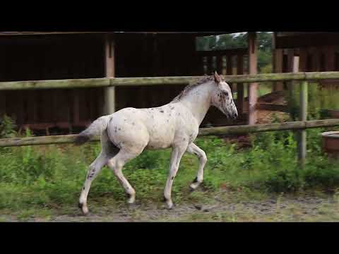 PRESTIG DU GRANIT ROSE