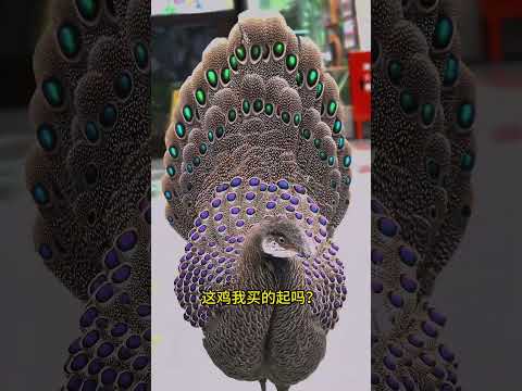 世界上最贵的鸡，一只就要70万