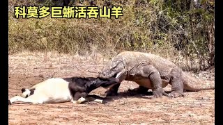 Re: [問卦] 劉寶傑是個爛貨？