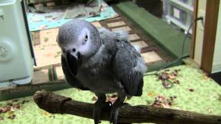 うめとデュエット♪_African grey, Ume sings a song with her dad.