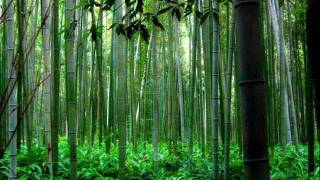 Trail of the Angels - Bamboo Flute Chinese Music ( Xiao )