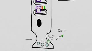 Rod Photoreceptor Physiology