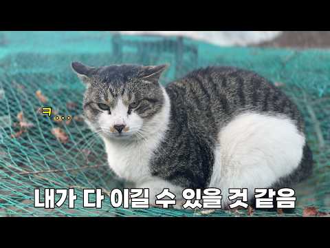 동네 대장냥이가 11냥이들의 집을 노리기 시작했습니다