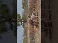 Donkey Masti Donkeysanctuary Camel Viralvideo Funny