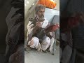 Murge Ki Malish