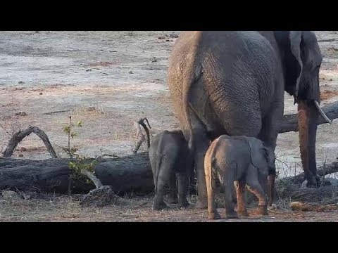 Djuma: Short Trunk Elephant herd-one adult with TWINS -  17:22 - 11/11/19