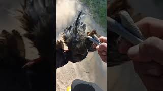 Download lagu menyelamatkan ayam gk mau pulang mp3 Download lagu menyelamatkan ayam gk mau pulang mp3