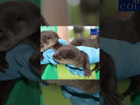 Rescatan dos crías de nutria en Pitalito, Huila