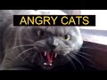Angry Cats Compilation Funny Cats Compilation
