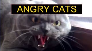 Angry Cats Compilation - Funny Cats Compilation