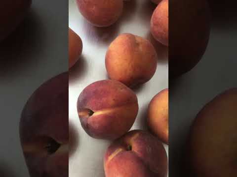 Janux Therapeutics JANX has a price target of $90 😳