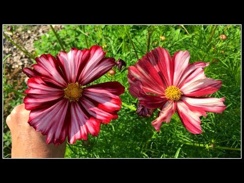 download lagu mp3 mp4 Cosmos Velouette, download lagu Cosmos Velouette gratis, unduh video klip Cosmos Velouette