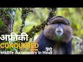 The cunquered forest - हिंदी डॉक्यूमेंट्री ! Africa wildlife documentry in Hindi
