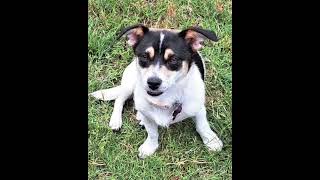 Video preview image #1 Chihuahua-Unknown Mix Puppy For Sale in Corona, CA, USA