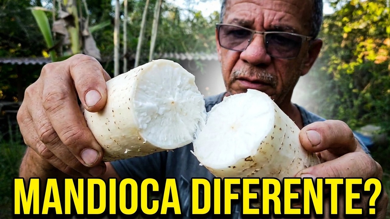 LIMPAMOS A HORTA E ACHAMOS UMA MANDIOCA DIFERENTE! (Tratorito em ação)