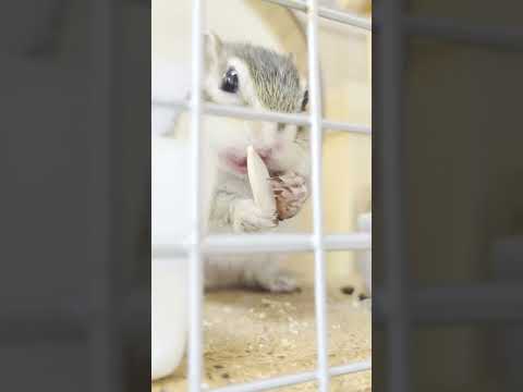 園芸 シマリス、Respountchoous