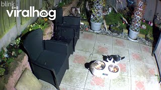 Rat Shares a Meal With Cat || ViralHog