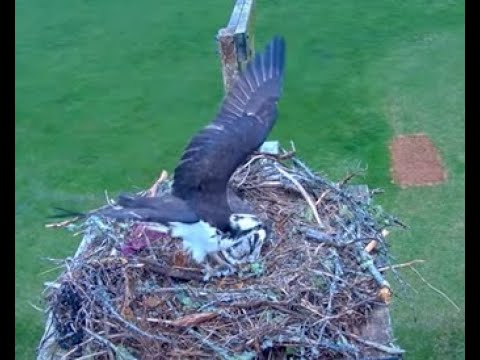 Live webcam view of Nido de Águila Pescadora en Blackbush