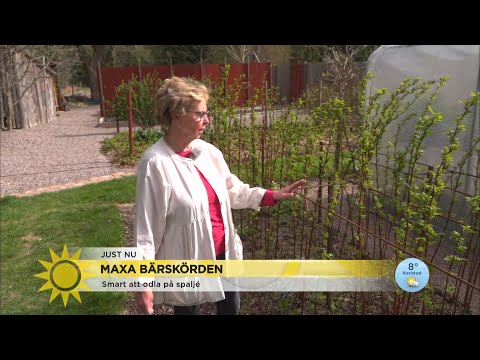 Så maxar du bärskörden - Nyhetsmorgon (TV4)