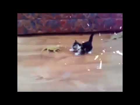 Laser Lizard ATTACK!!