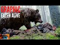 Eaten Alive By Grizzly Bear: GRAPHIC Death Recording