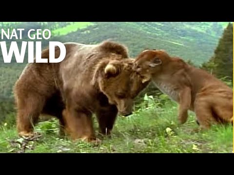 Cougar Attacks Grizzly Bear To Save Her Cubs | Animal Fight Videos
