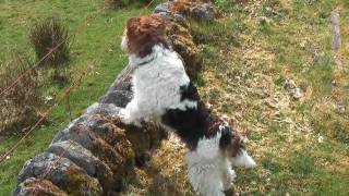 preview picture of video 'Ben Fox Terrier In Scotland 2010 (HD)'